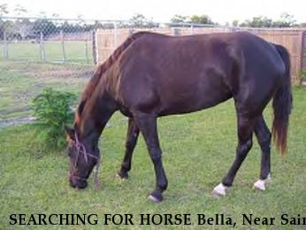 SEARCHING FOR HORSE Bella, Near Saint Cloud, FL, 34772